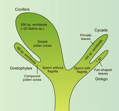 gymno_tree(400)